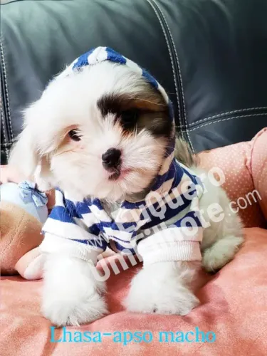 Lhasa Apso Mini Macho Brincalhão e Muito Amoroso