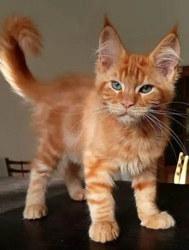 Maine Coon Filhotes Encantadores na Cor Red