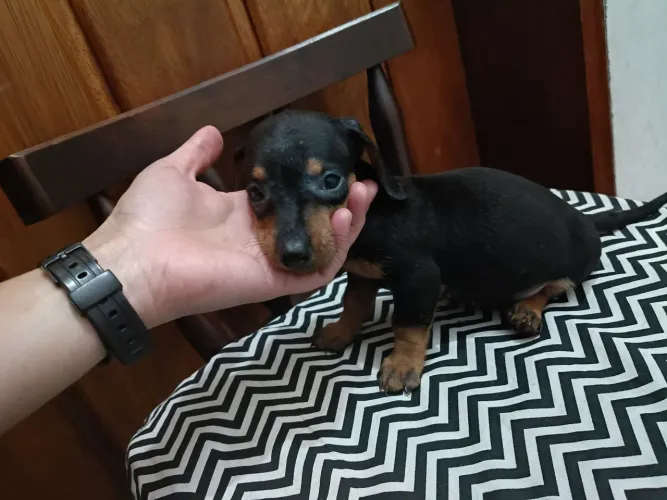 Linda filhote fêmea dachshund teckel mini, salsicha Basset