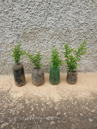 Lindas mudas de Romã, 10,00 cada