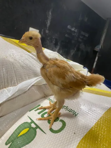 Pintinhos pescoço pelado, cendre e negro gigante