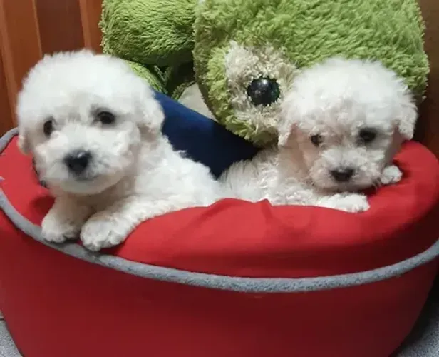 Vende-se Poodle - Seu Amigo Elegante