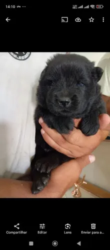 Filhote de Chow Chow puro 