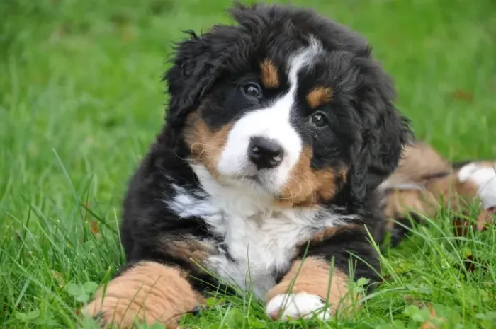 Bernese Mountain fêmea com 56 dias já esta vacinada e tem pedigree disponível em loja 