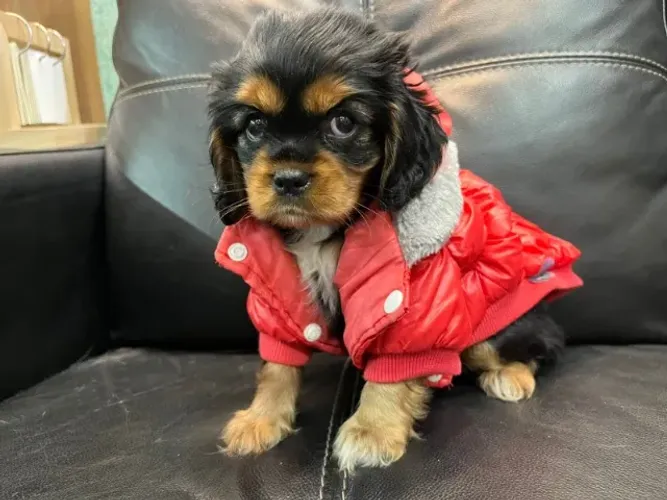 Cavalier King Charles Mini Macho - Companheiro ideal