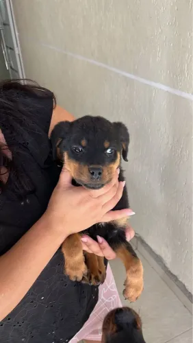 Filhote de Rottweiler a pronta entrega cabeça de touro fortes