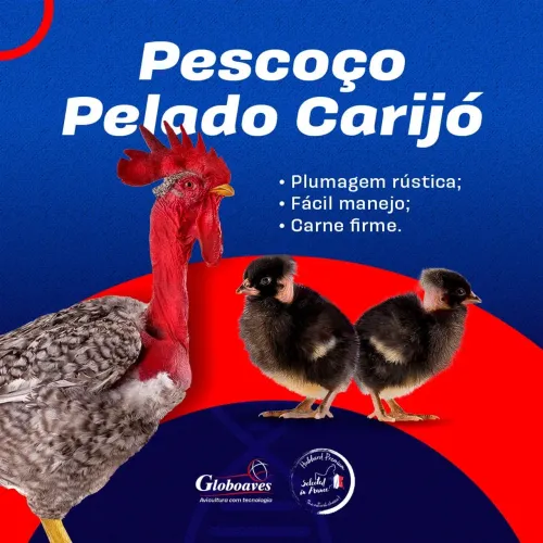 Pintinhos caipiras Carijó
