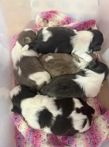 Filhotes de Shih tzu |A melhor escolha para hoje!