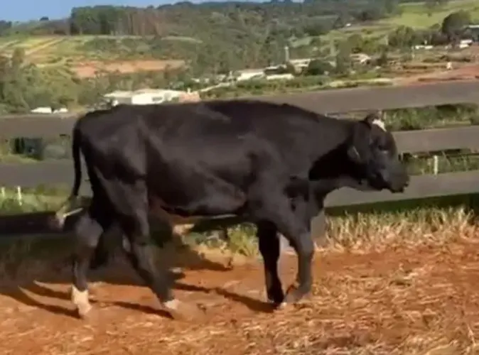 Touro girolando em até 12 X