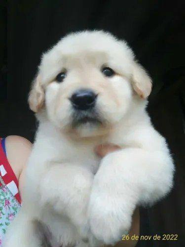 Golden retriever CASAL PERFEITO