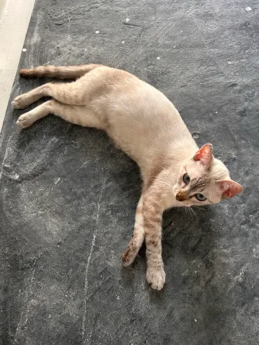 Gato fêmea de 6 meses para adoção