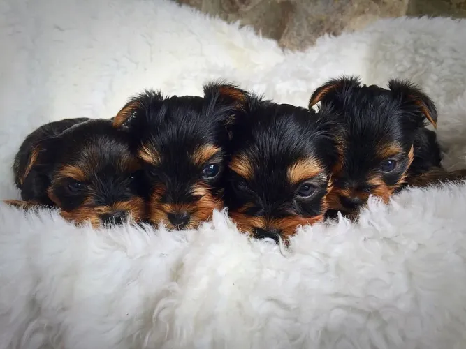 Princesas perfeitas de Yorkshire fêmeas 