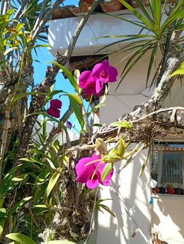 Plantas ornamentais