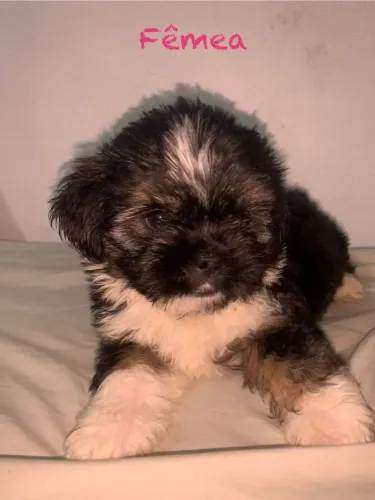Cachorro