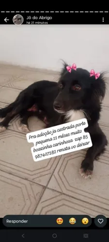 Cachorrinha porte pequena