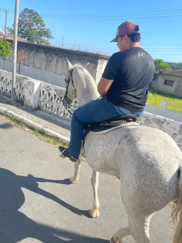 Cavalo