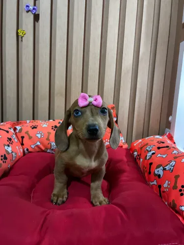 Dachshund fêmea caramelo