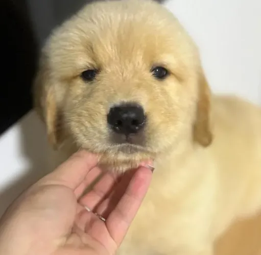 Golden lindinha