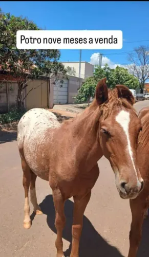 Potro apaloosa 
