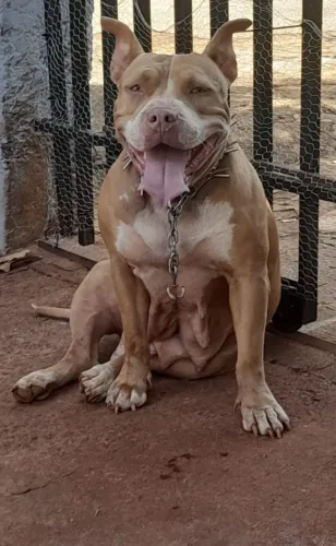 Filhotes de American e cane curso