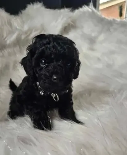 Poodle,Poodle Filhote Top Padrão da Raça
