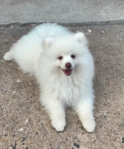Spitz alemão (Lulu da Pomerania)