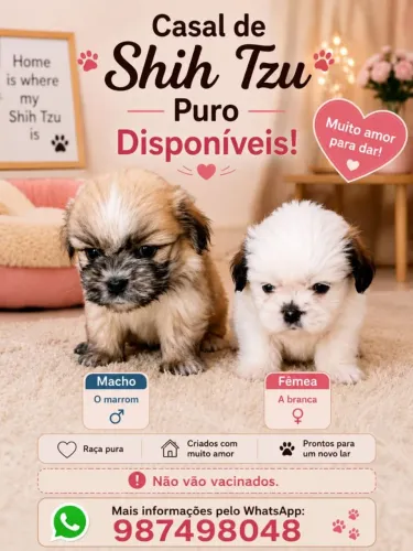 Shitzu filhotes 