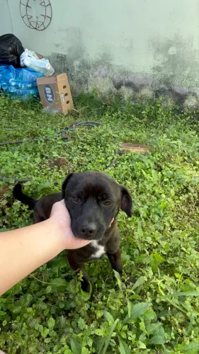 Doação de cachorro 