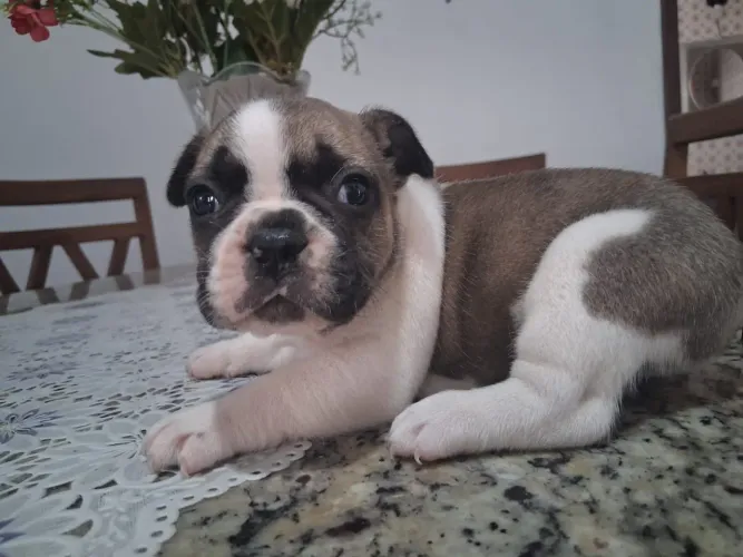 BELO FILHOTE DE BULLDOG FRANCÊS