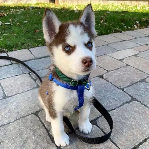 Husky siberiano Um novo amigo esperando por você