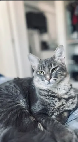Doação responsável gato Tom