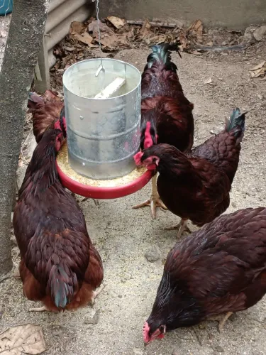Ovos e pintinhos