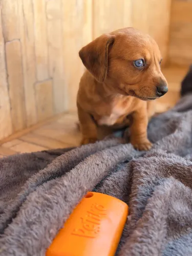 Dachshund Mini