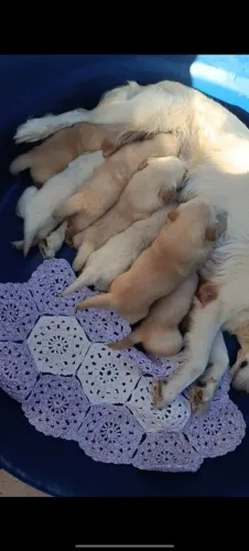 Filhote de Golden Retriever 