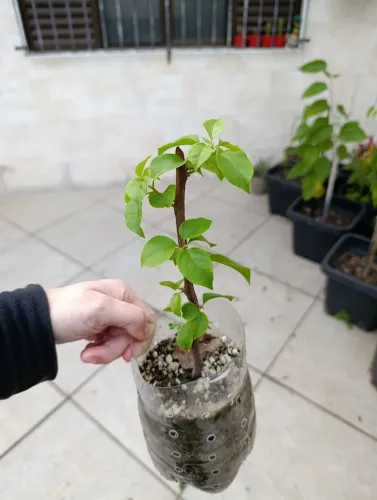 Muda de Flor Primavera Rosa Bougainville 