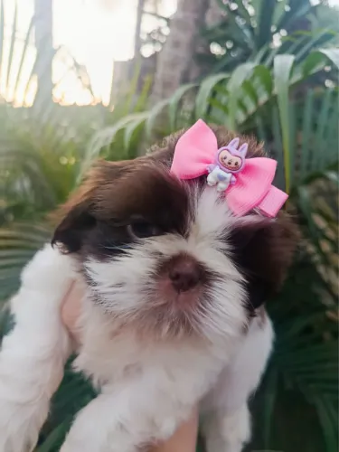 Lulu da pomerania