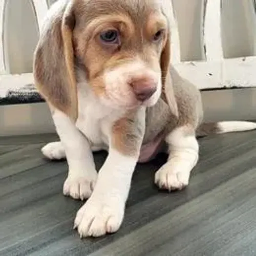 Beagle,Beagle Filhote Linda Linhagem Disponível