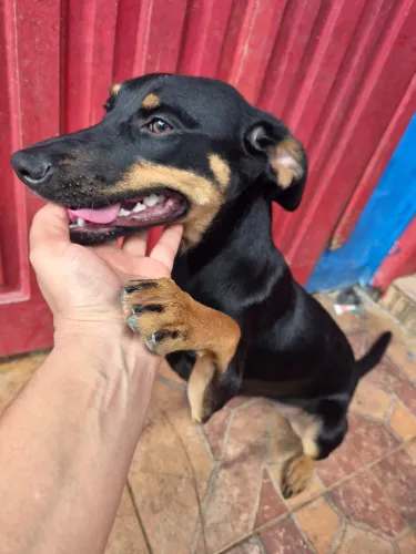 Adoção filhote
