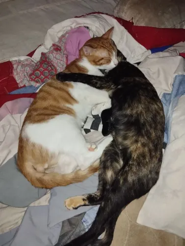 Casal de gatos adultos