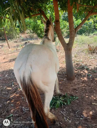 Vendo esse potro novo