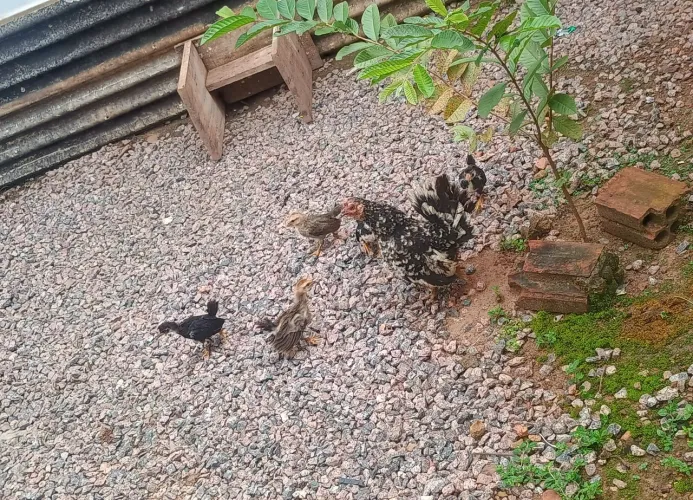 Pintinhos de galinha garnisé 