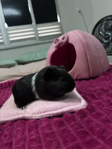 Porquinha da índia 