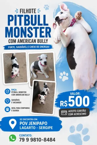 pitbull monster com American Bully