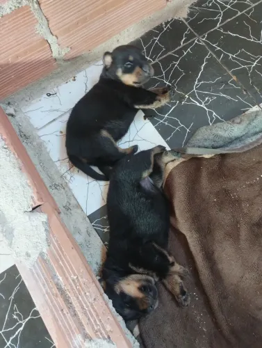 Venda de filhote de rottweiler