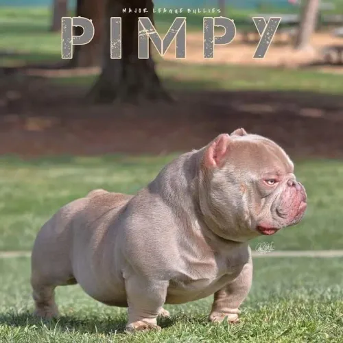 Americam bully de luxo com pedigree .parcelo até 18x