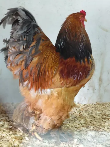 Galinhas Brahma Gigante Padrão Europeu 