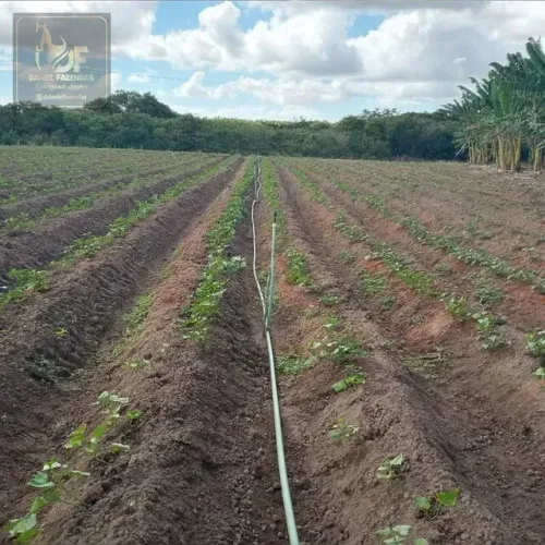 Excelente Fazenda com 44 hectares na região de Touros