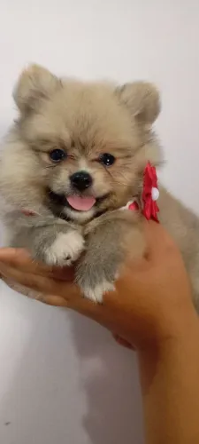 Spitz alemão fêmea pronta entrega 