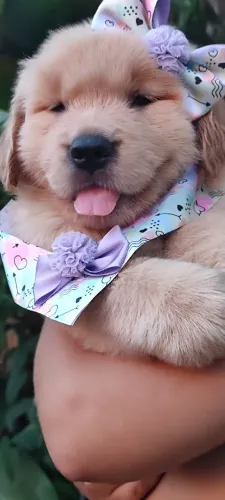 Filhotes Golden Retriever linhagem alto padrão