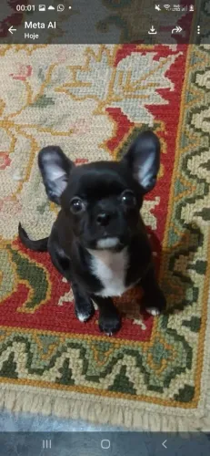 Chihuahua macho preto e branco